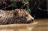 Dia do Pantanal - Áreas Que Protegem a Vida - Onça Pintada na água