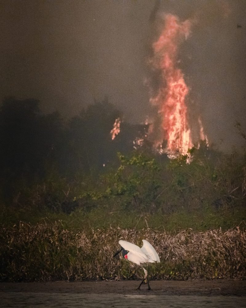 Dia do Pantanal - Áreas Que Protegem a Vida - Mata pegando fogo